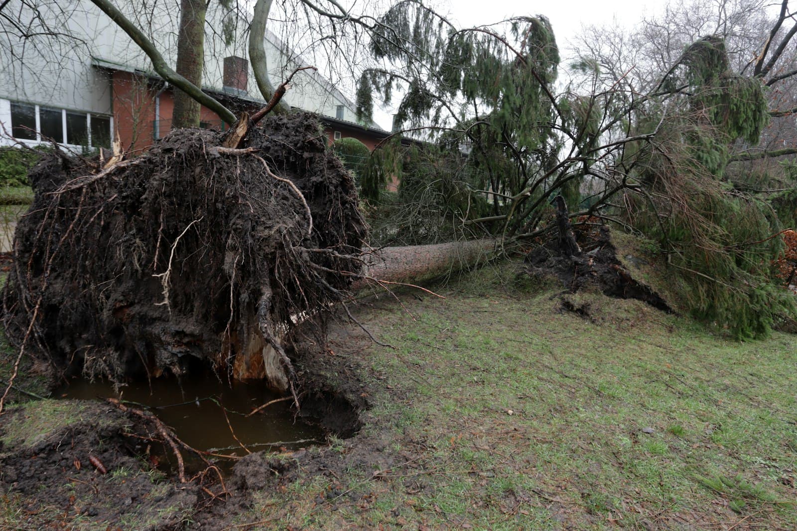 Large tree split by storm damage.