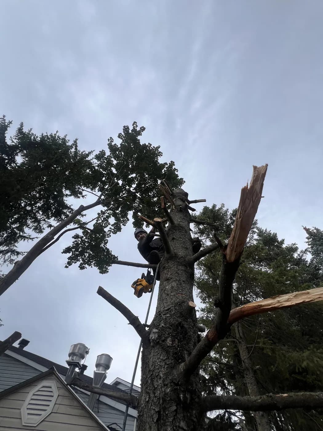 Climber secured in a spruce while removing upper branches.