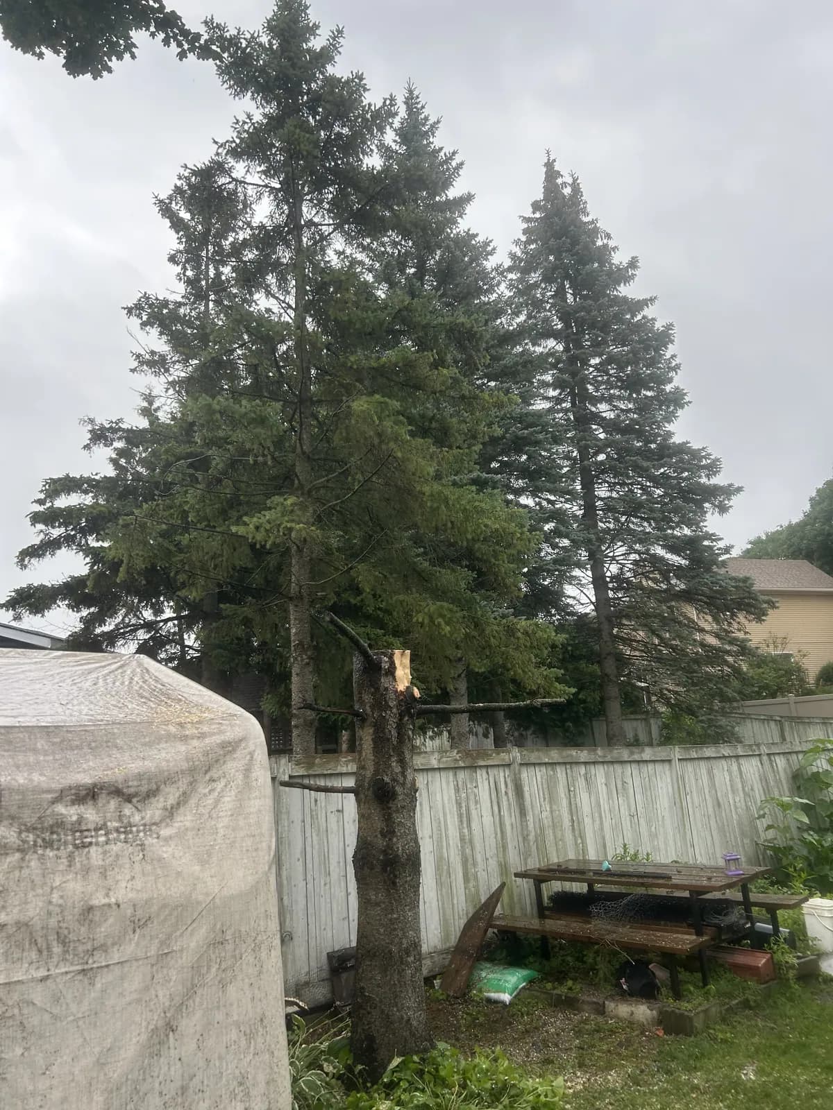 The same backyard after the spruce canopy was removed, with the trunk remaining.