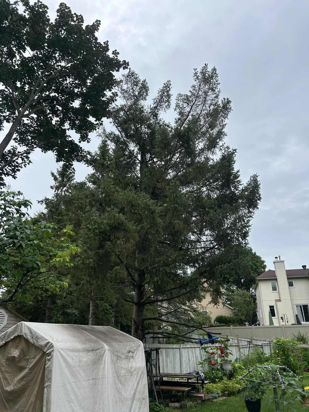 Tall spruce standing in a fenced backyard before removal work.