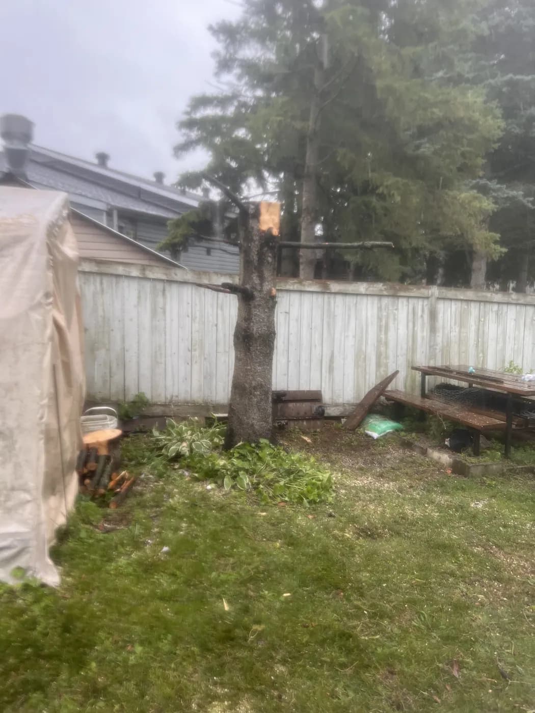Backyard cleaned after spruce removal work.